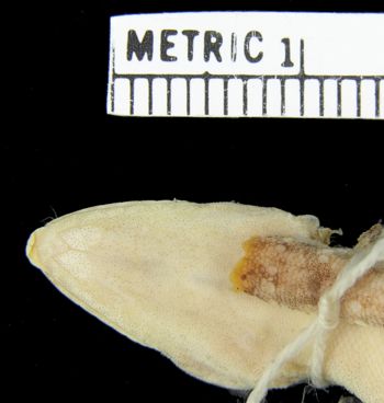 Media type: image;   Herpetology R-5730